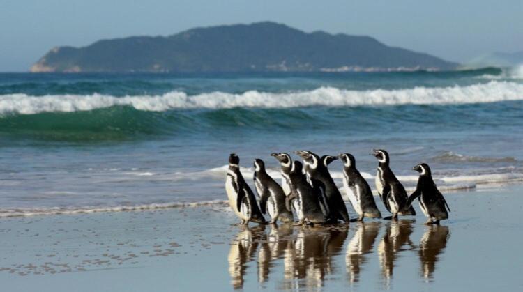 Hostel Mueller Na Praia De Mocambique Florianópolis Eksteriør billede